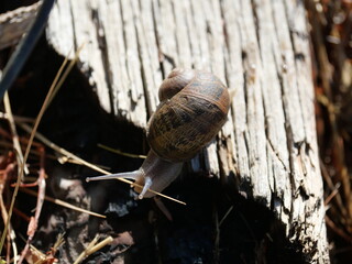 Brown Garden Snail (Cornu aspersum) Crawling on Weathered Wood in Colorado © Ted Iwabuchi Nature