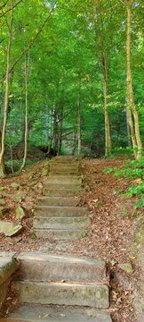 path in the forest