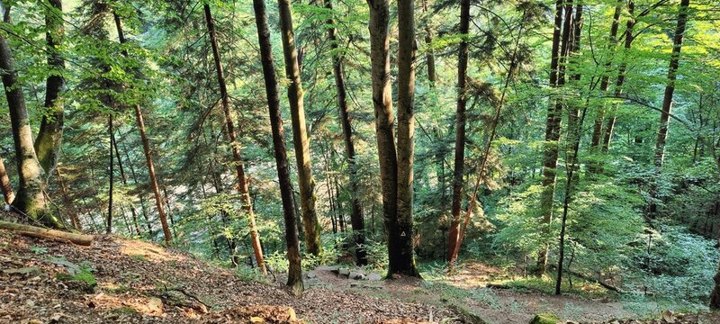 trees in the forest