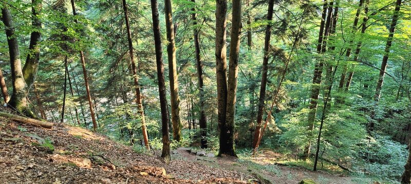forest in spring