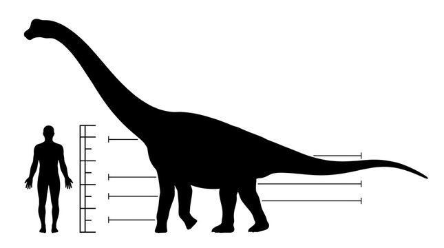 Giant sauropod dinosaur silhouette with humans showing dramatic size comparison, isolated on white background with measurement scale