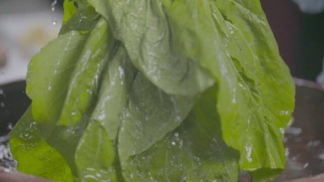 Leaf Mustard Washing Vegetables Fresh Ingredient Food Ingredient Water Korea 갓 야채 채소 세척 신선재료 식재료 농산물 물 잎채소 조리 요리 한국음식
