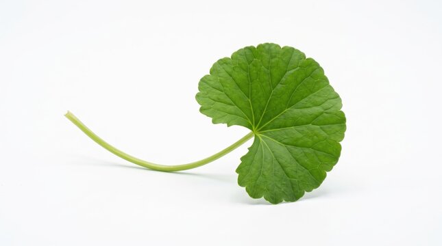 Single fresh green centella asiatica leaf with stem