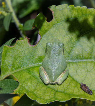 baby gray tree frog Dryophytes versicolor resting on sunlit leaf