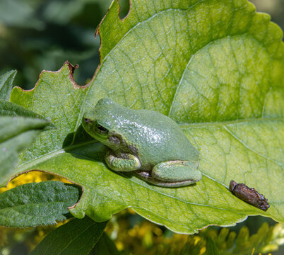 well fed gray tree frog Dryophytes versicolor resting on sunlit leaf