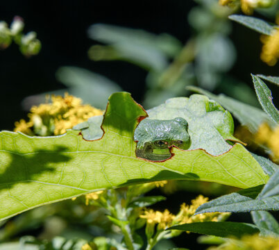 baby gray tree frog Dryophytes versicolor hiding in sunlit leaf