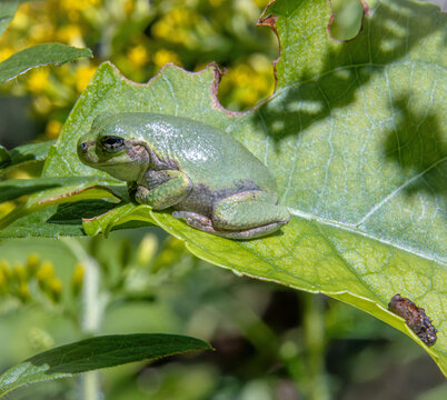 well fed gray tree frog Dryophytes versicolor resting on sunlit leaf