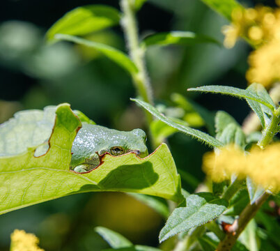 baby gray tree frog Dryophytes versicolor hiding in sunlit leaf