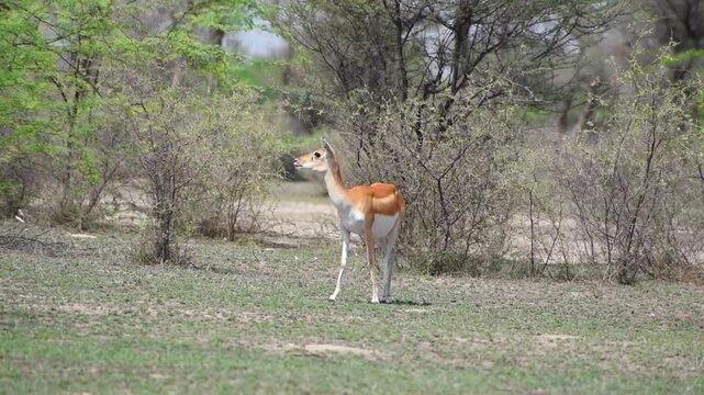 Female black buck at Tal Chhapar Blackbuck Sanctuary, Rajasthan, India