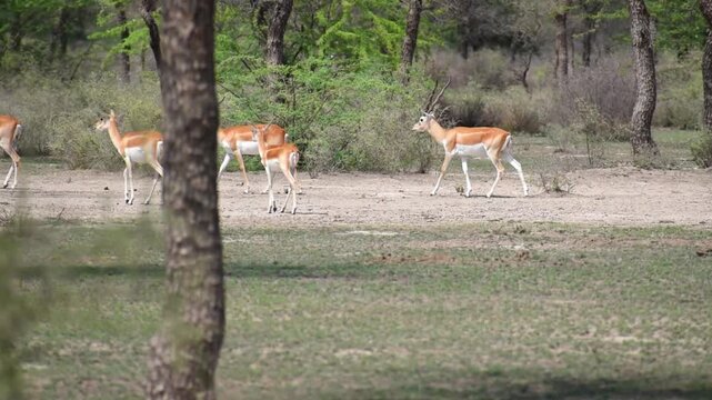 Female blackbuck walking at the grass land of Tal Chhapar Black buck Sanctuary, India