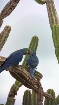Pair of Rare Lears Macaws Perched on a Giant Cactus in Brazil