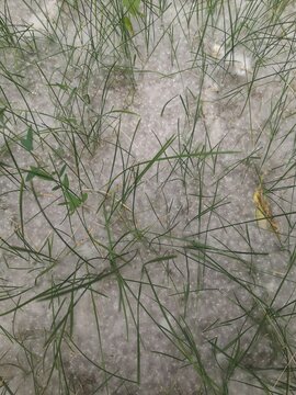 There is a lot of poplar fluff among the grown grass.