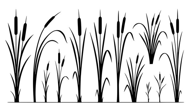 Black silhouette cattail and reed grass row, marsh wetland plants nature illustration set
