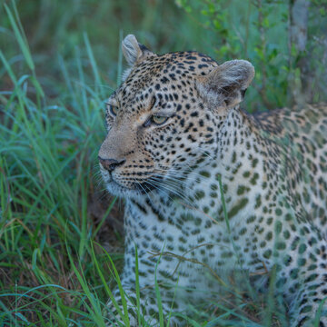 Female leopard at rest in long grass
