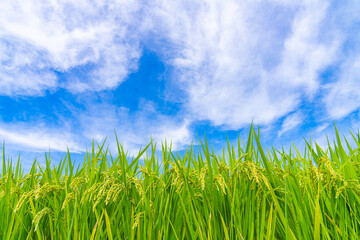 Obraz premium Ripening Rice Panicles Under a Dramatic Blue Summer Sky