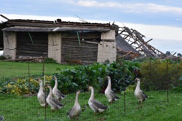 Flock of domestic geese walking in a rural garden beside an old damaged farm building. Authentic countryside scene with poultry, vegetable garden, rustic architecture and traditional farm life. © Karolina