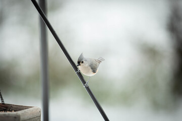Tufted titmouse perched on diagonal wire with copy space © Matti Moonfox