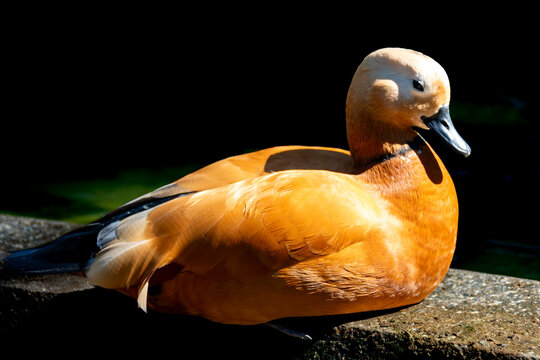 The ruddy shelduck rests in silence, with luminous chestnut plumage and a tilted head, exuding natural elegance as it rests.