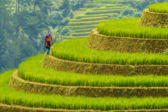 Vietnam. Yen Bai Province. Mu Cang Chai. La Pan Tan Valley. A Hmong ethnic minority woman heading to work in the Mam Xoi terraced rice fields