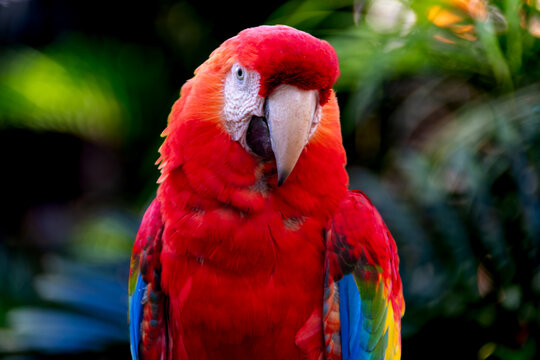 The scarlet macaw displays vibrant plumage in shades of red, blue, and yellow, standing out in the forest as one of the most striking birds of the Brazilian fauna.
