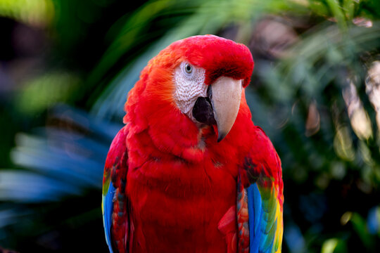 The scarlet macaw displays vibrant plumage in shades of red, blue, and yellow, standing out in the forest as one of the most striking birds of the Brazilian fauna.
