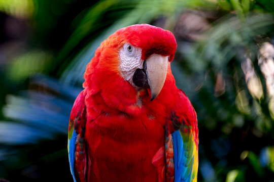 The scarlet macaw displays vibrant plumage in shades of red, blue, and yellow, standing out in the forest as one of the most striking birds of the Brazilian fauna.