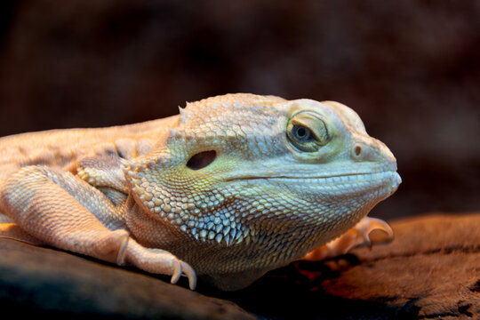 Close-up of a bearded dragon, showcasing detailed skin texture, striking coloration, and a calm expression, highlighting the reptile's unique features in its natural environment.