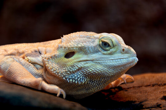Close-up of a bearded dragon, showcasing detailed skin texture, striking coloration, and a calm expression, highlighting the reptile's unique features in its natural environment.