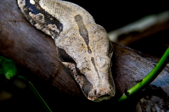 Close-up of a boa constrictor's head, showing scale texture, an intense gaze, and the snake's striking features in its natural, wild habitat.