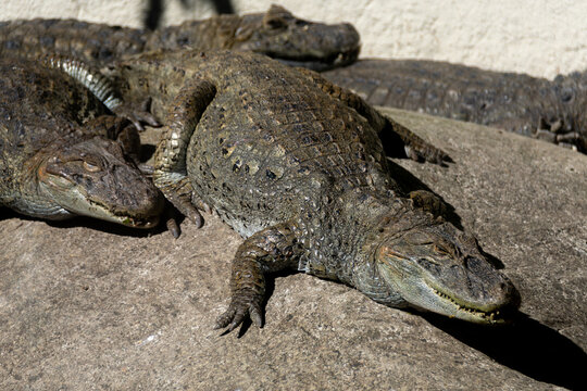 Alligator or Caiman in its natural habitat, highlighting skin texture, an intense gaze, and the reptile's striking features, embodying the strength of Brazilian wildlife.
