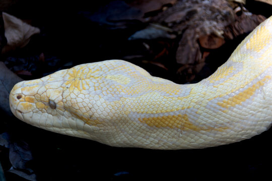 Close-up of an albino python's head, revealing pale scales, intense eyes, and the snake's striking texture in an exotic natural setting.