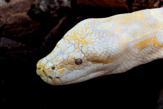 Close-up of an albino python's head, revealing pale scales, intense eyes, and the snake's striking texture in an exotic natural setting.