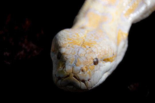 Close-up of an albino python's head, revealing pale scales, intense eyes, and the snake's striking texture in an exotic natural setting.