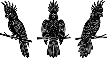 Obraz premium Cockatoo parrots on branches vector illustration set in black and white silhouette style