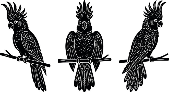 Cockatoo parrots on branches vector illustration set in black and white silhouette style