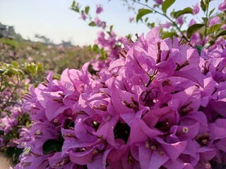  Purple peony flower in boom, close up floral natural photoraphy  © Anies Sholichah
