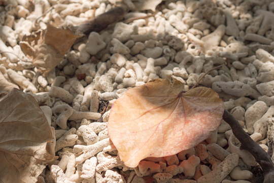 Dried leaf, bleached coral, white coral, dead coral, beach texture, coastal nature, organic background featuring a withered autumn leaf resting on sun-bleached fragments of marine life.