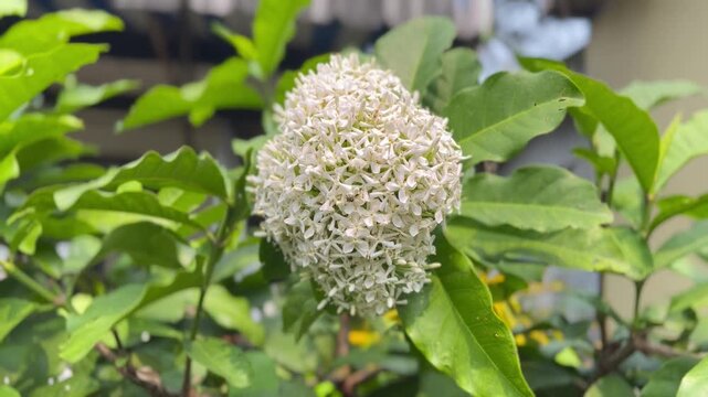 white Ixora bloom, White Ixora coccinea flower plant in the garden, Ixora ebarbata Craib, Ixora finlaysoniana Wall ex G Don or Ixora lucida R Br ex Hook f or rubiaceae or Siamese White Ixora or ixora 