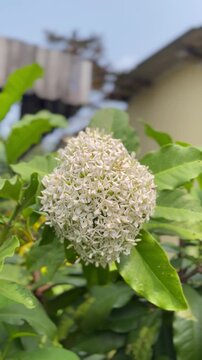 white Ixora bloom, White Ixora coccinea flower plant in the garden, Ixora ebarbata Craib, Ixora finlaysoniana Wall ex G Don or Ixora lucida R Br ex Hook f or rubiaceae or Siamese White Ixora or ixora 