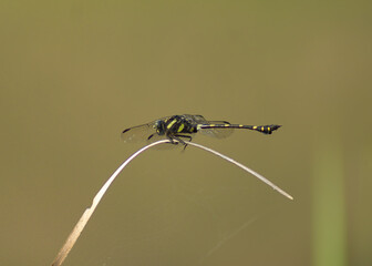 black and yellow dragonfly perched on a curved dry grass stem © Elia