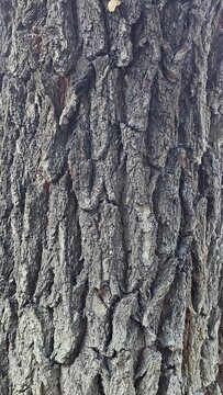 Aged tree bark texture with deep grooves, rustic wooden background with copy space for natural design. 