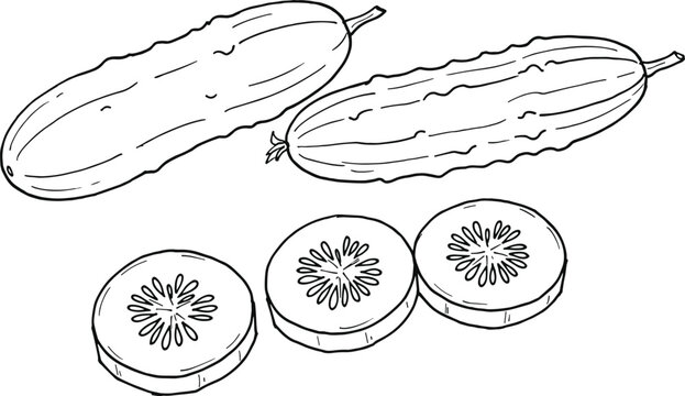 Clean black outline vector illustration of raw organic whole gherkin cucumbers and textured fresh vegetable round slices