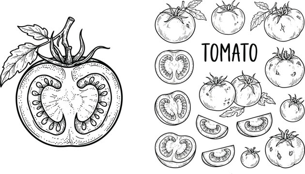 Detailed organic raw tomato engraving vector collection featuring half slices whole farm vegetables and rustic food design elements