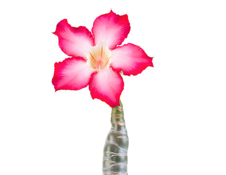 Pink desert rose flower isolated on transparent background with detailed green stem and natural tropical plant design element for botanical graphic composition vibrant white succulent