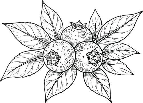 Detailed woodcut engraving vector illustration of three ripe wild blueberries nestled within sharp pointed textured forest leaves