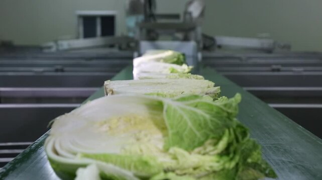 배추세척 세척 김치 김장 배추공장 배추손질 물세척 물 김치가공 손질 공장 공정 작업 생산 가공 원료 식재료 절임배추 제조 한국음식 식품공장