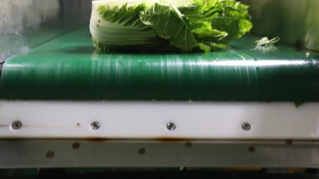 배추세척 세척 김치 김장 배추공장 배추손질 물세척 물 김치가공 손질 공장 공정 작업 생산 가공 원료 식재료 절임배추 제조 한국음식 식품공장