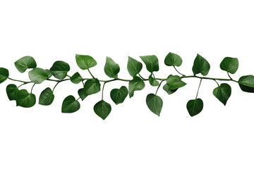 Obraz premium Long fresh green leafy vine