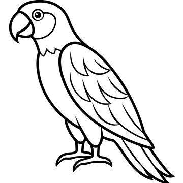 parrot on white background