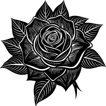 black and white rose
